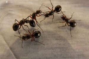 خدمات مكافحة النمل الأسود