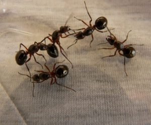 خدمات مكافحة النمل الأسود
